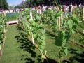 2010 05 24 jeanmarcperfetti.com 075.JPG